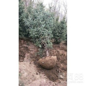 繁峙县甘肃云杉
