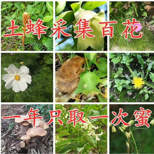 旬邑县 正宗马栏深山土蜂蜜，新鲜原蜜，不掺水，不勾兑