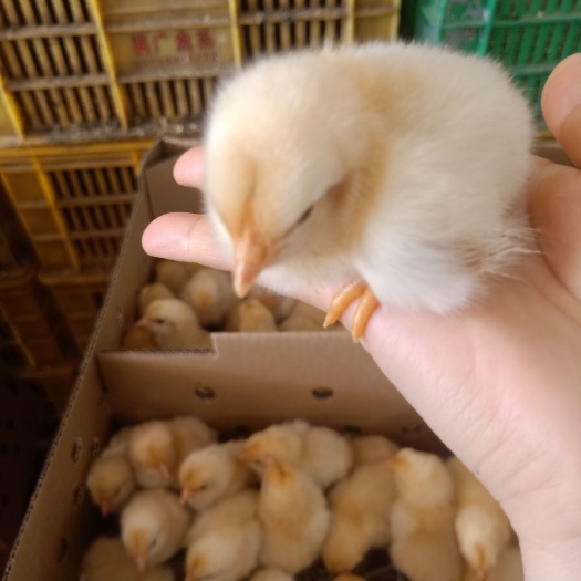 南宁三黄鸡苗  快大三黄鸡苗，孵化场直销，包打疫苗质量保证，