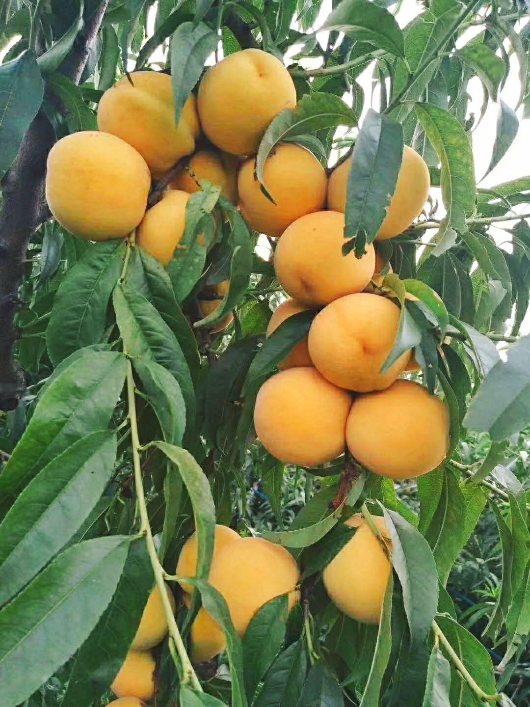  甜黄金黄桃蜜桃包甜果园直发
