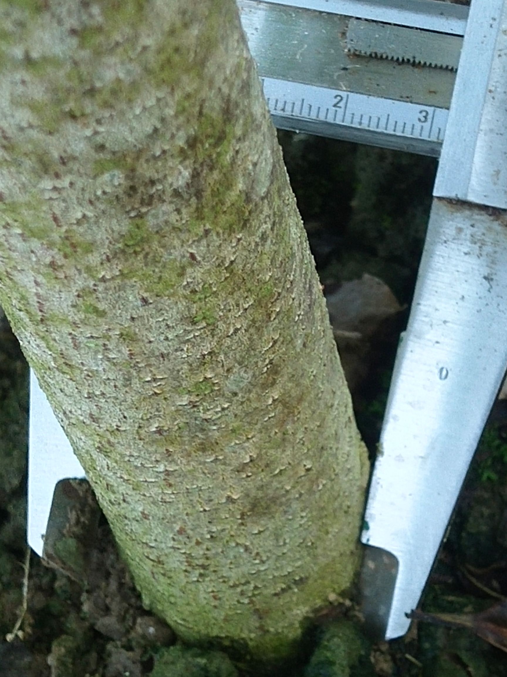 沉香苗 征地利器，沉香水桶杯袋苗(基地直销)