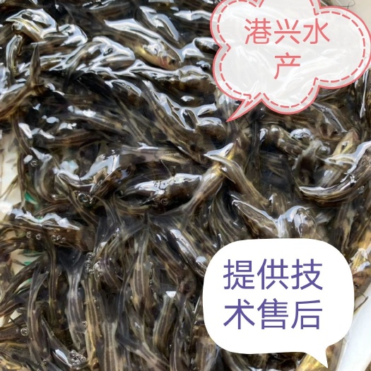 安庆 黄骨鱼苗支持全国发货