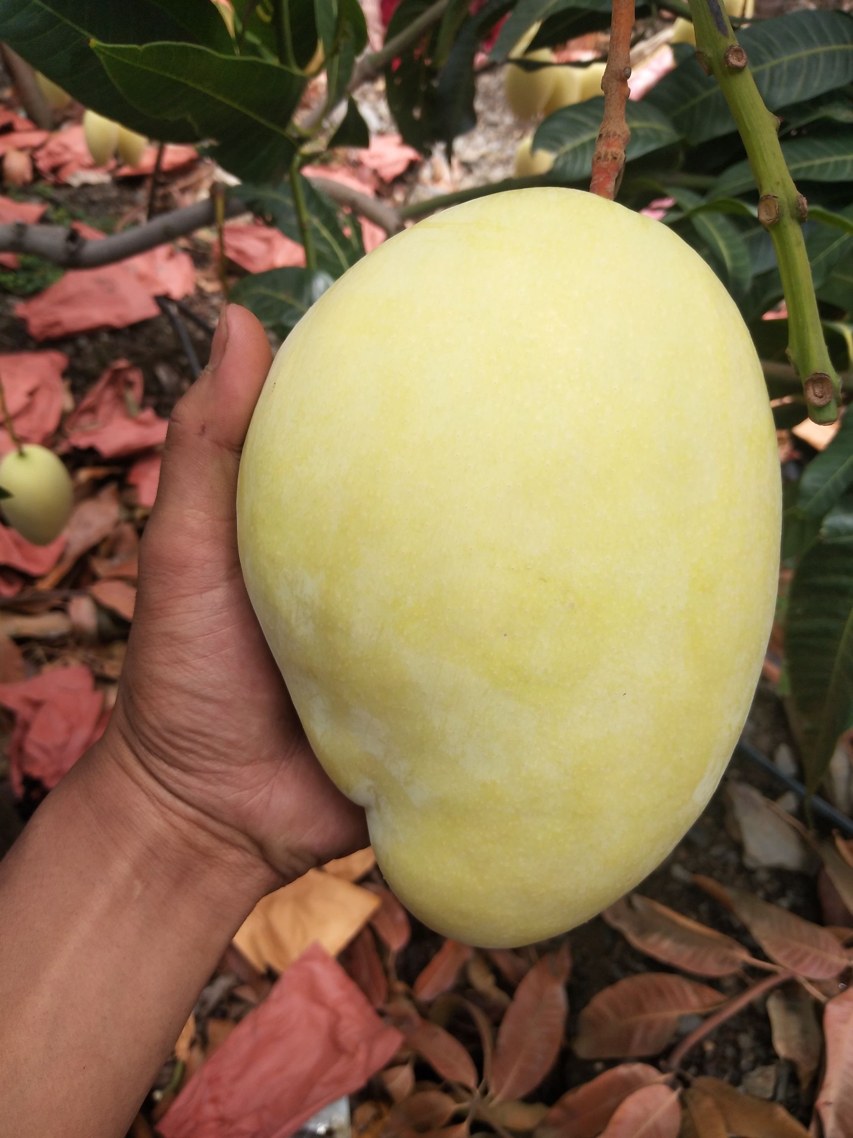 凯特芒 精品黄袋凯特