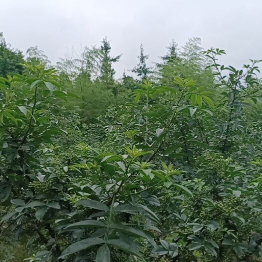 绵竹市 四川特产麻椒特麻500g散装新鲜正宗干青花椒粒