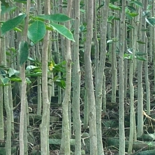 化州市沉香苗 征地利器，沉香水桶杯袋苗(基地直销)