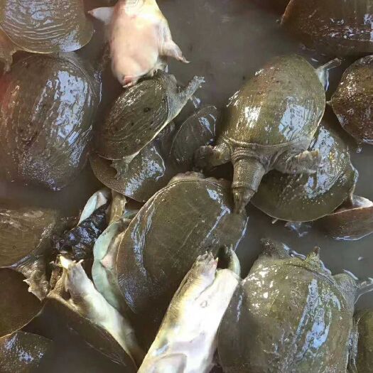 沭阳县生态甲鱼苗 6-12个月