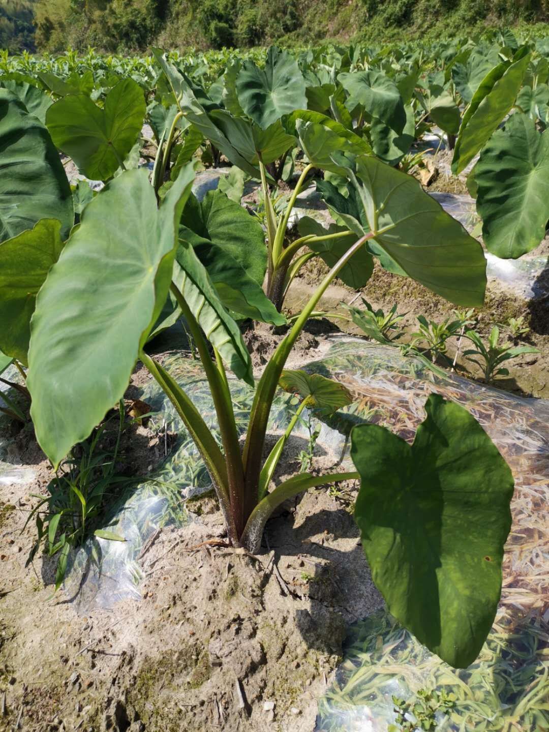 白芋白牙芋子小芋头福建精品白牙芋仔大量上市主产区一手货源