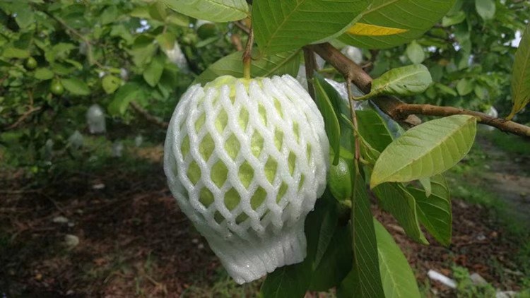  白心芭乐 现摘番石榴 5斤包邮当季水果支持代发