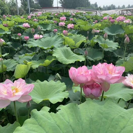 安新县 荷花苗，基地直接批发，