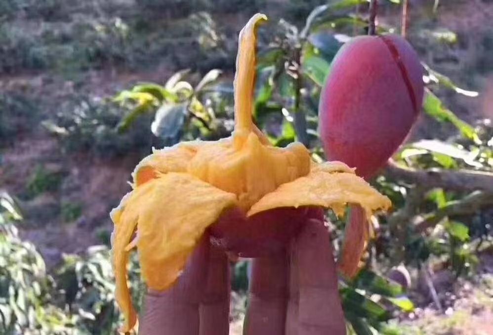 攀枝花芒果 攀枝花红贵妃
