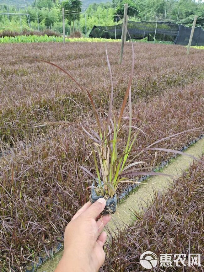 紫叶狼尾草 五斤袋苗