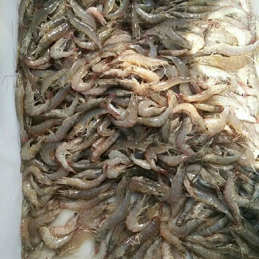 湛江冷冻扇贝肉 3-6个月