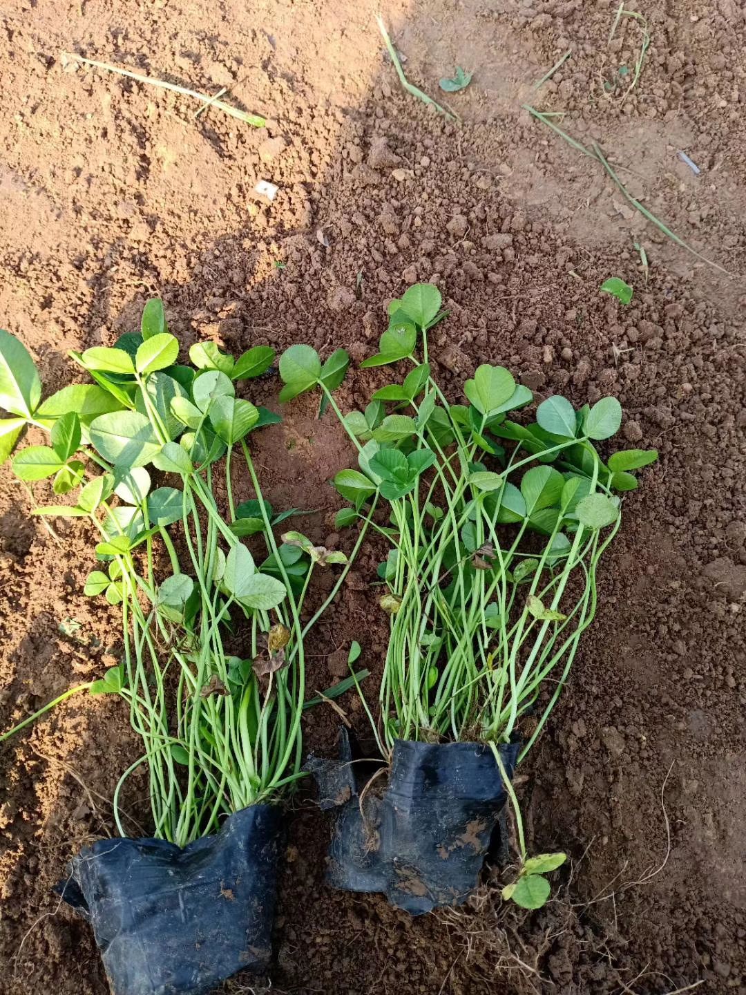 青州浩泽花卉苗木