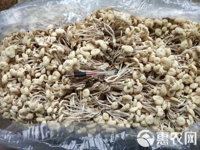 江西广昌茶树菇白菇白茶树菇2024年新菇干货食用菌