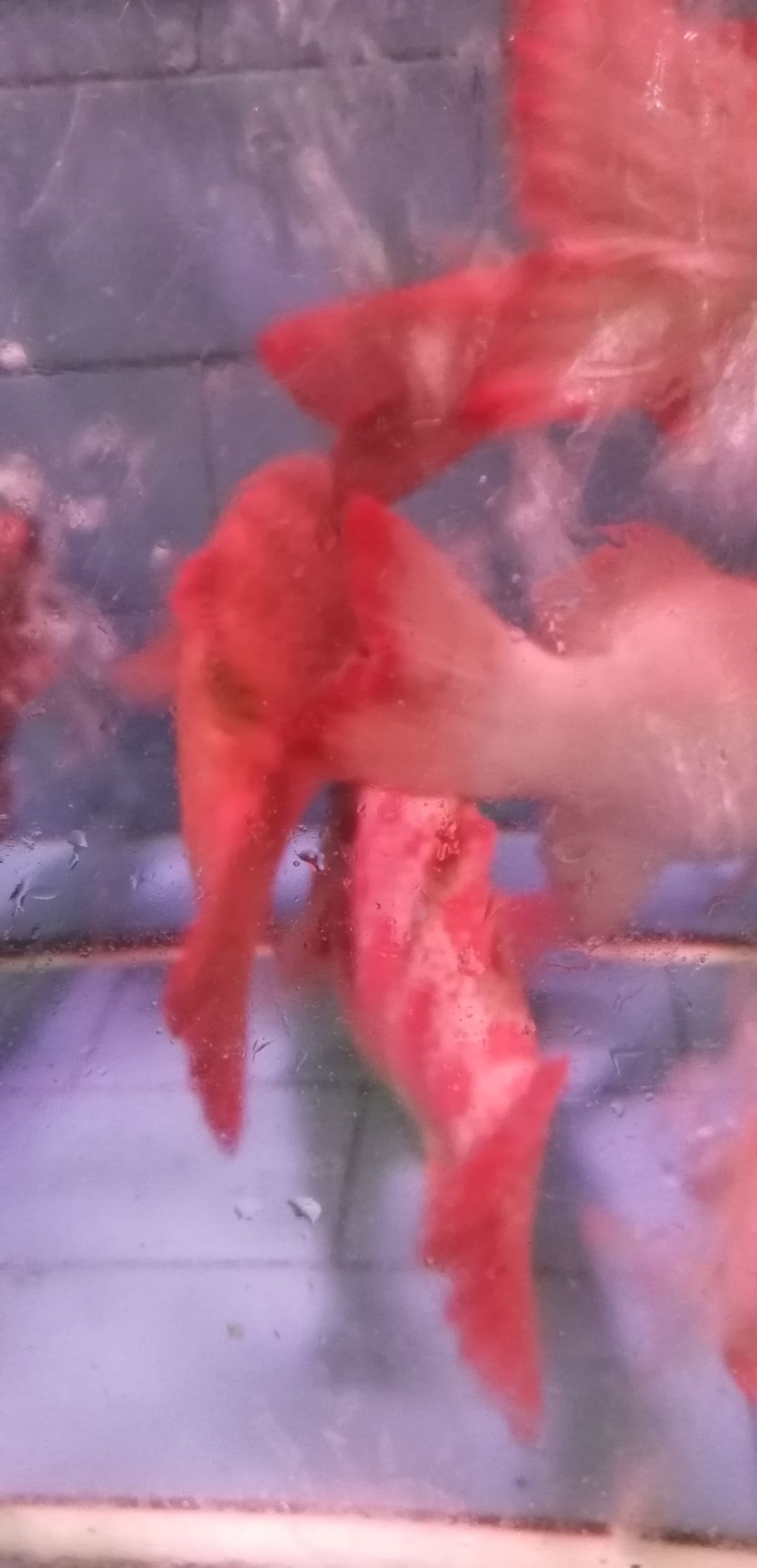 东星斑，大量现货。