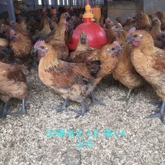 昆明快大型麻羽乌鸡苗 快大乌鸡，全国发货，疫苗包打，高品质高质量