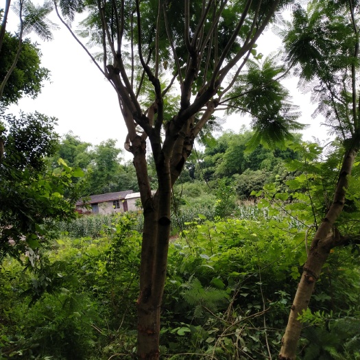 泸州 20公分蓝花楹