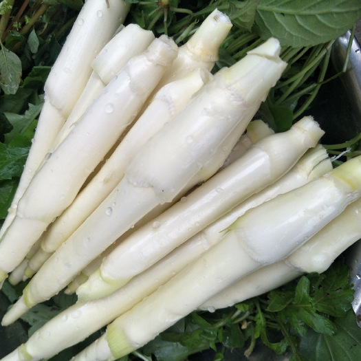 缙云县 大洋高山冷水茭白新鲜孕妇蔬菜绿色时令蔬菜茭笋高笋批发原产地
