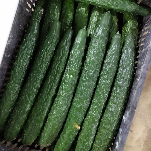 安顺刺黄瓜  精品露天黄瓜