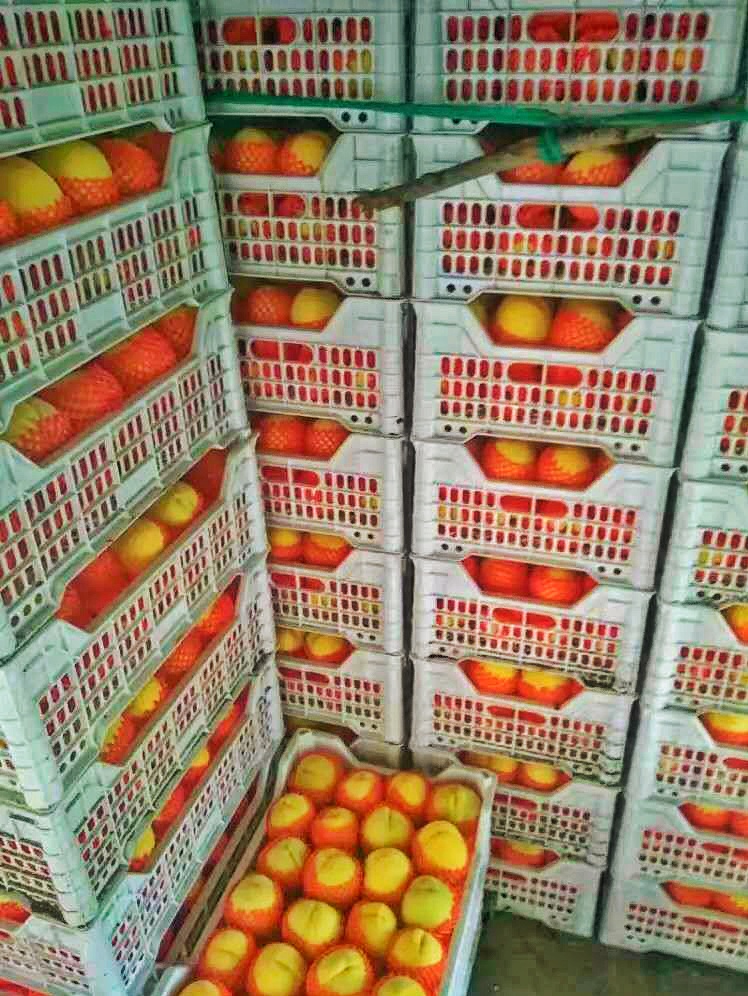  甜黄金黄桃蜜桃包甜果园直发