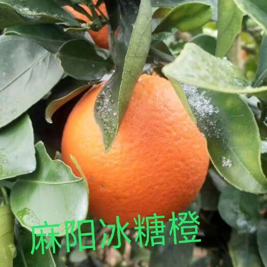 麻阳县麻阳冰糖橙  湖南湘西脐橙保靖黄金橙夏橙酸甜当季新鲜水果整箱手剥冰糖橙桔子
