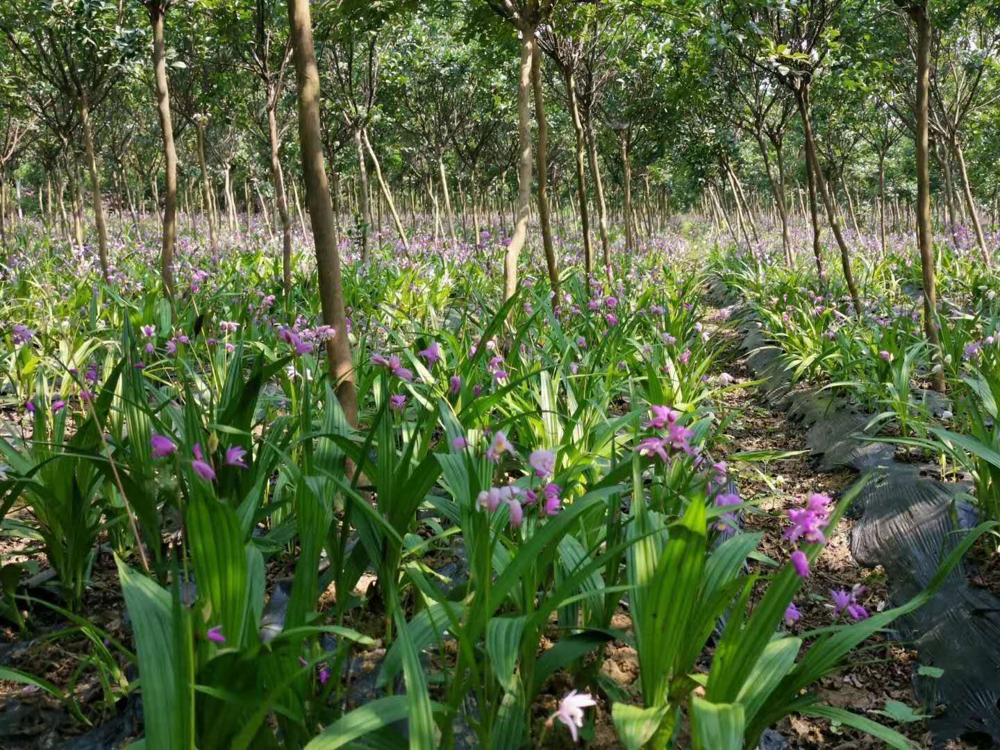 白芨种苗陕西秦岭地鲜货药材种苗白芨苗紫花白芨苗