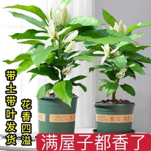 灵山县白玉兰  白兰花树苗，盆栽嫁接阳台白兰花苗 带土带叶发货