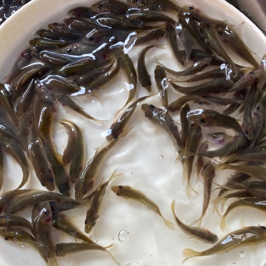 怀宁县 禾花鲤鱼苗批发价发货