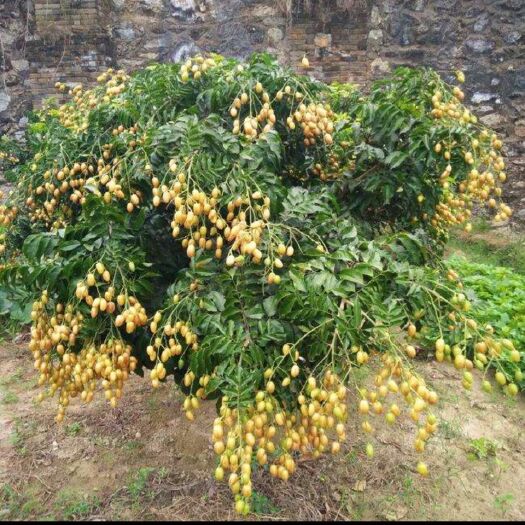 灵山县黑黄皮果苗  广西嫁接黄皮果树苗盆栽绿植鸡心无核黄皮树苗黑黄皮盆栽地栽南北