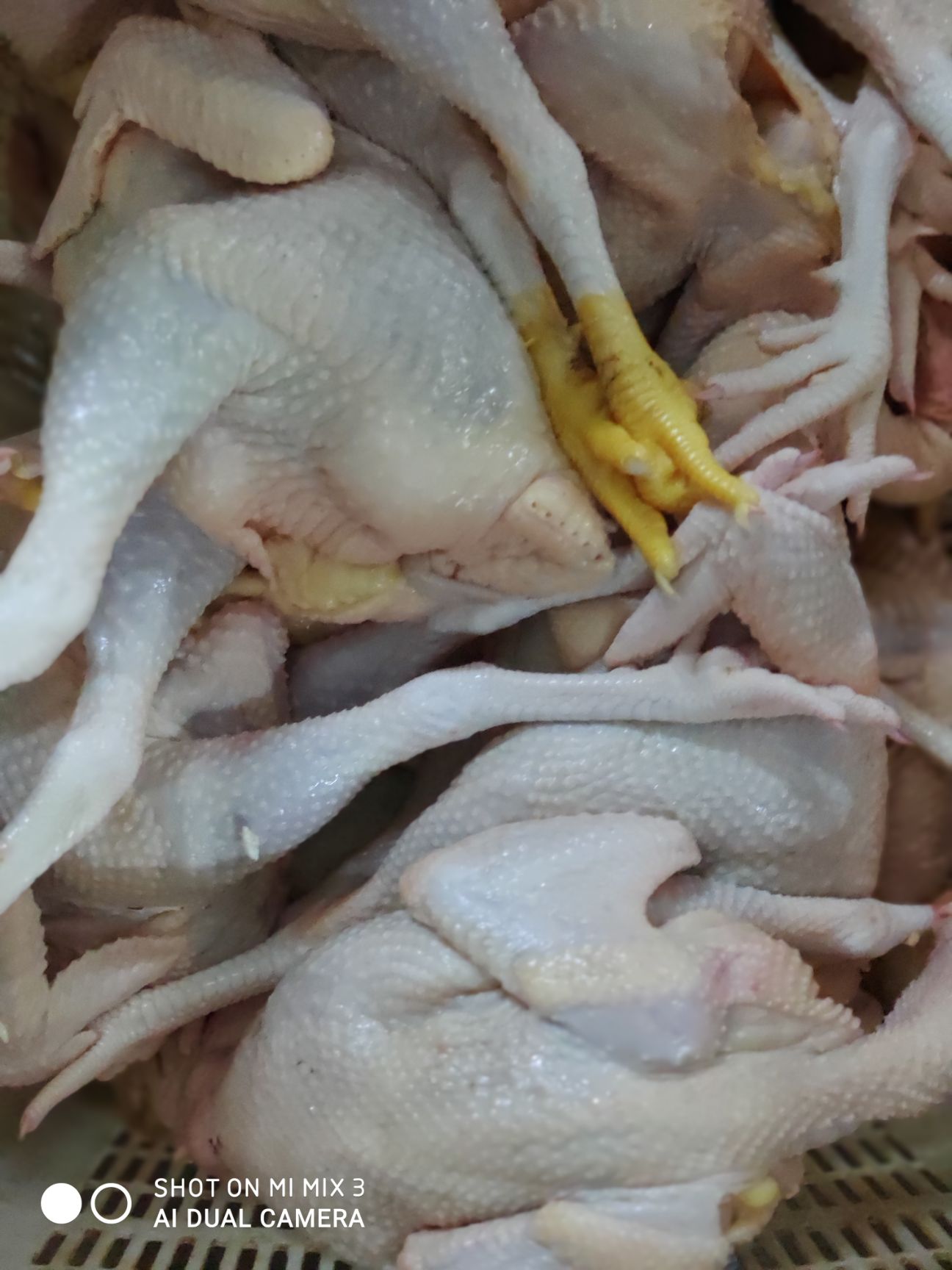 肉鸽  新鲜煲汤老鸽供应(全国批发