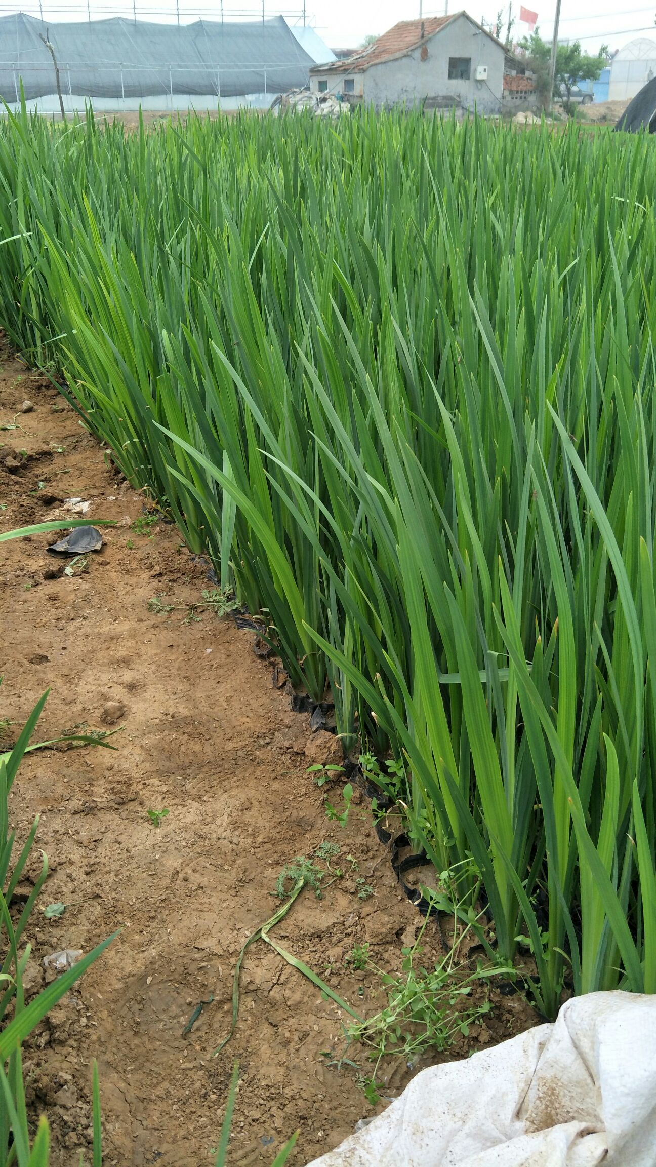 水生鸢尾，基地直供大量有货