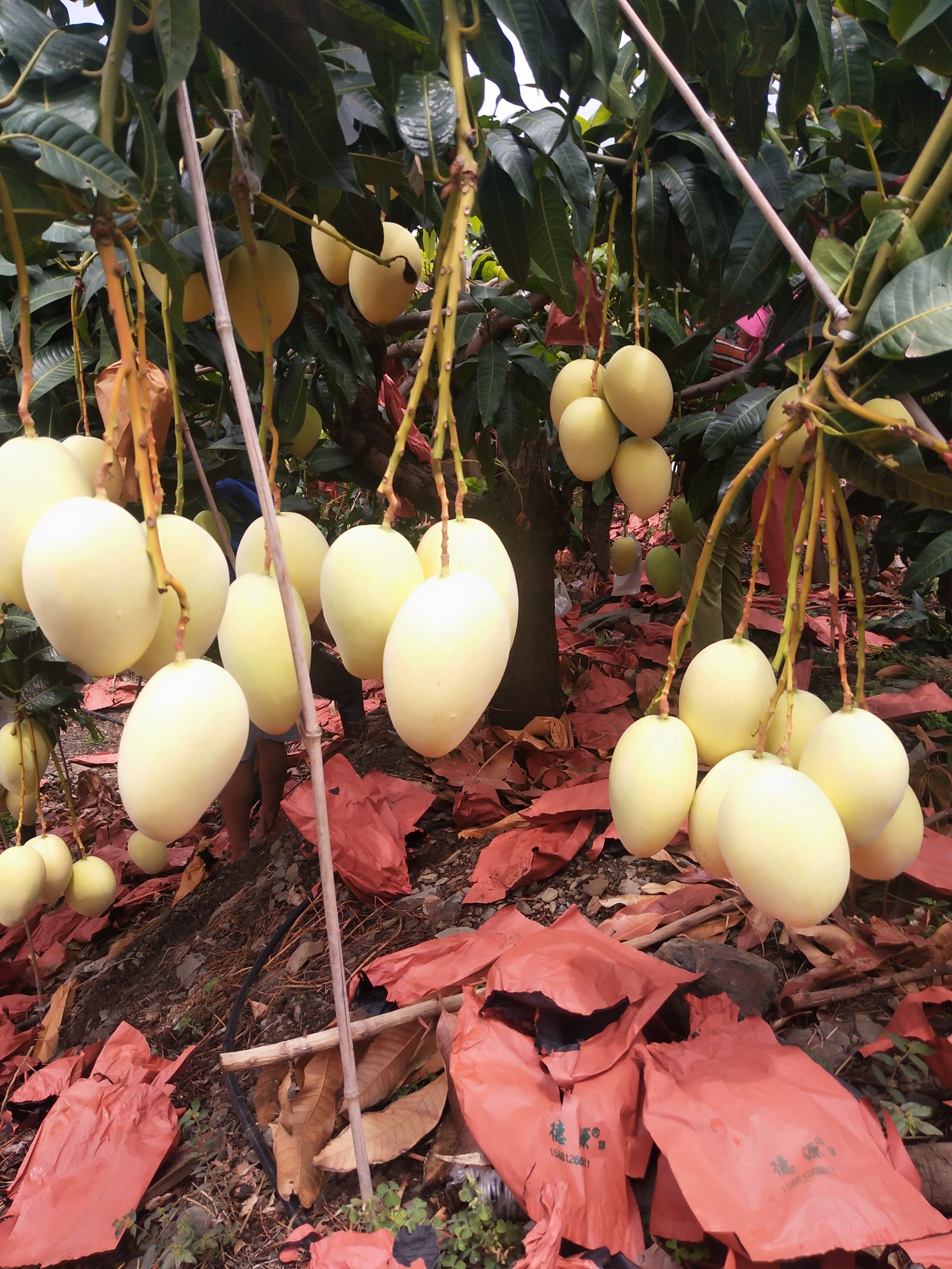 凯特芒 精品黄袋凯特