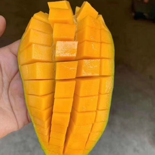 盐边县金煌芒 攀枝花大金煌