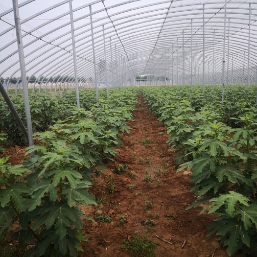潍坊芭劳奈无花果苗 专业无花果育苗基地，出售各种无花果苗，价格优惠1元起，欢迎洽
