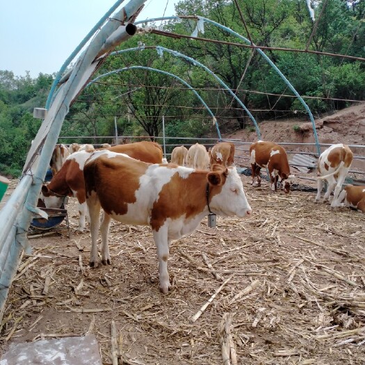 和顺县 纯生态放养跑山牛……基础母牛怀孕的