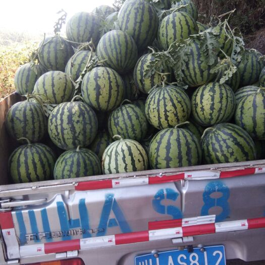 江油市麒麟西瓜 8斤打底 9成熟 1茬