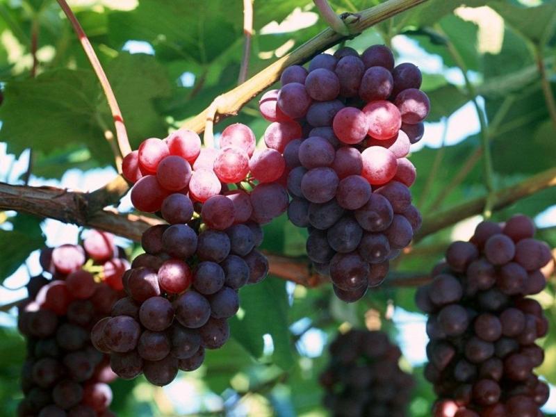  夏黑葡萄整箱5斤 新鲜当季水果黑提黑加仑巨峰无籽葡萄