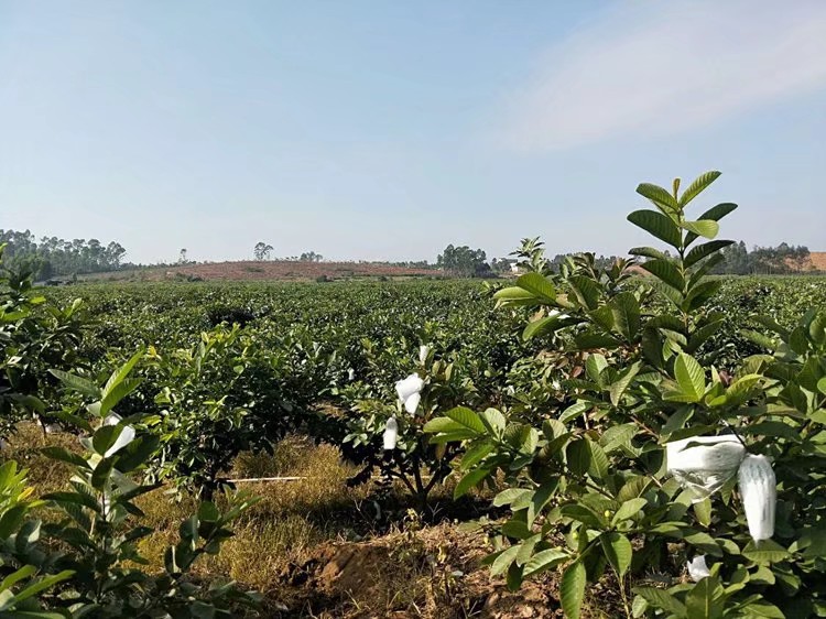  白心芭乐 现摘番石榴 5斤包邮当季水果支持代发