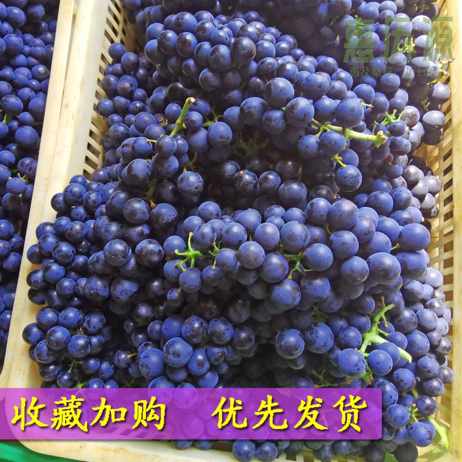  夏黑葡萄整箱5斤 新鲜当季水果黑提黑加仑巨峰无籽葡萄