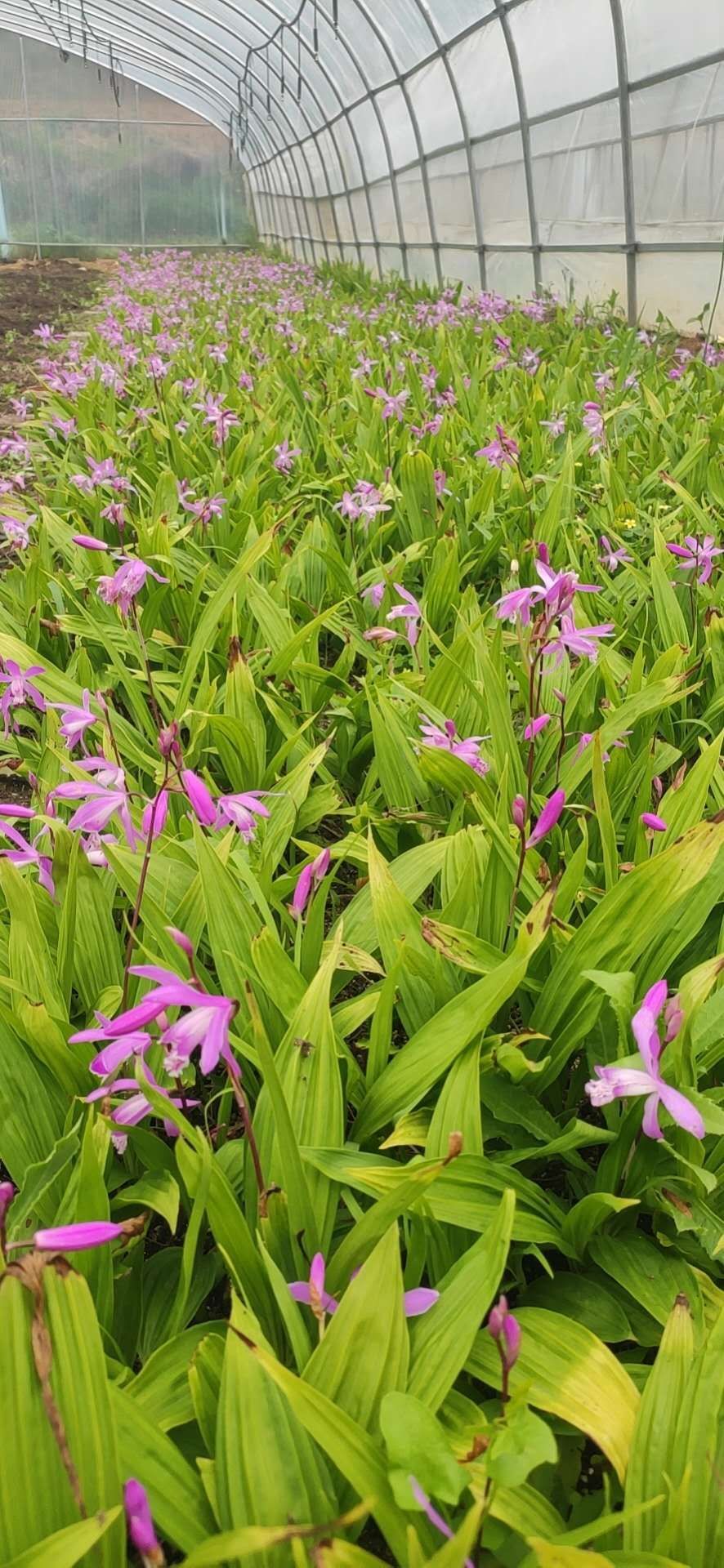 白芨种苗陕西秦岭地鲜货药材种苗白芨苗紫花白芨苗
