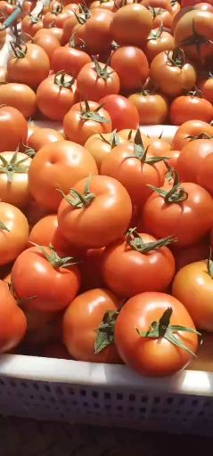 大红西红柿  西红柿石头果，石头果