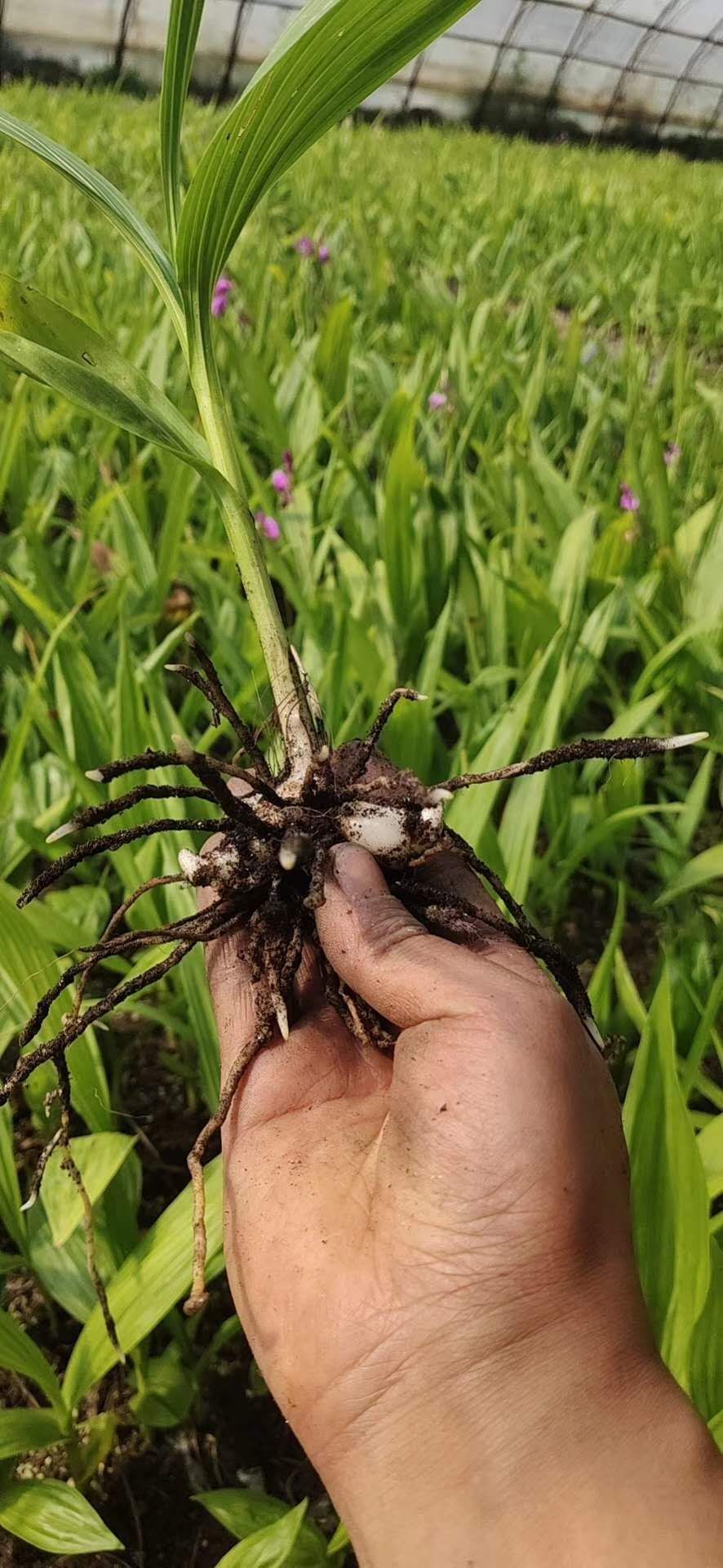 白芨种苗陕西秦岭地鲜货药材种苗白芨苗紫花白芨苗