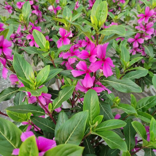 赤峰长春花种子（粉黛紫）