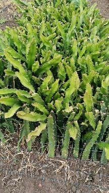 邛崃市红皮红肉火龙果苗  火龙苗，京都一号。自己栽不完剩下的。可以直接上架