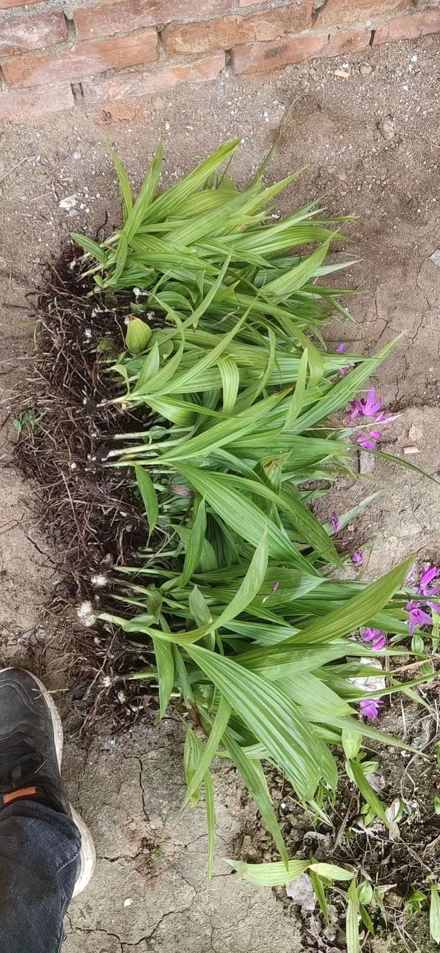 白芨种苗陕西秦岭地鲜货药材种苗白芨苗紫花白芨苗