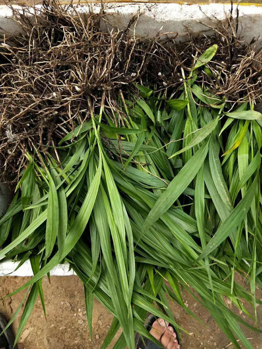 白芨种苗陕西秦岭地鲜货药材种苗白芨苗紫花白芨苗