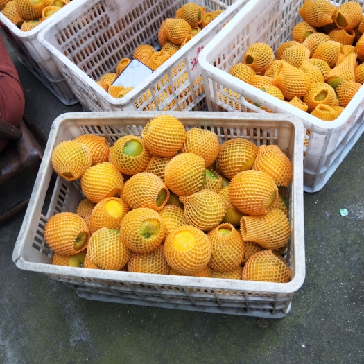 秭归县夏橙 70-75mm
