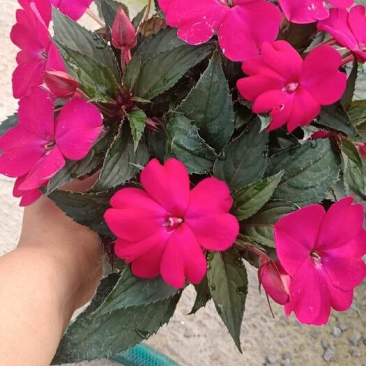青州市凤仙花