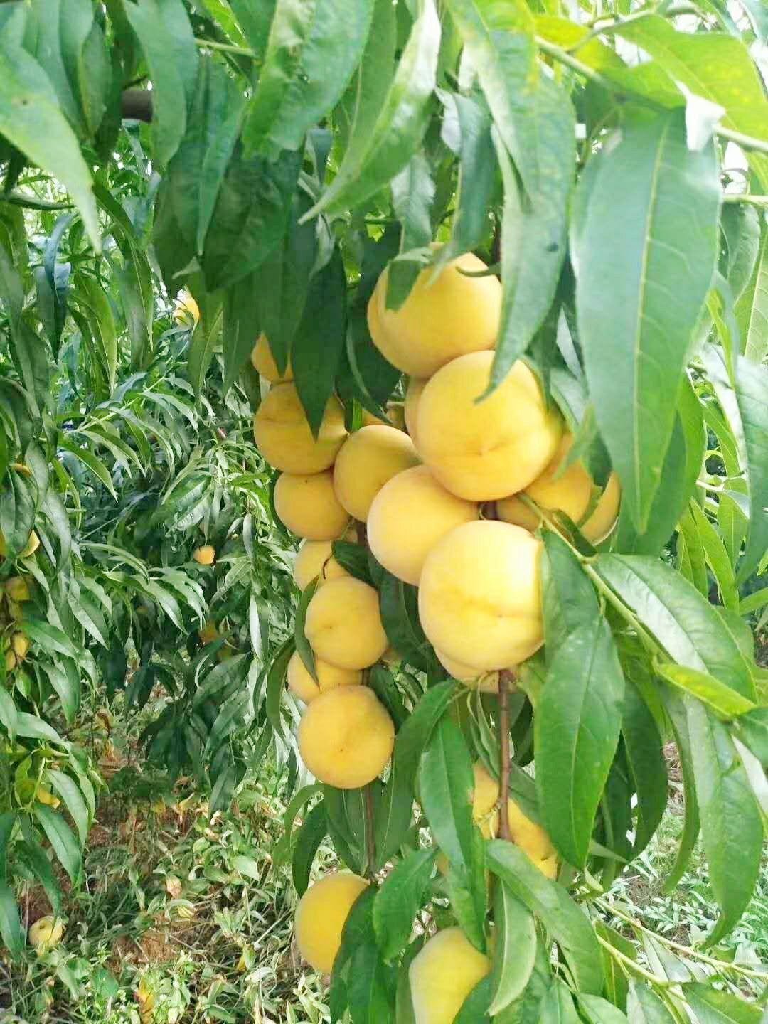  甜黄金黄桃蜜桃包甜果园直发
