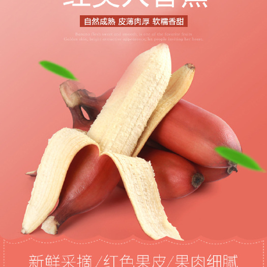 南靖县 新鲜采摘红香蕉
